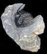 Hollardops Trilobite - Excellent Prep #40129-1
